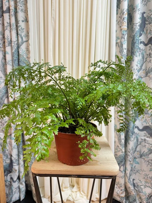 Red Team Ruffled Zippy